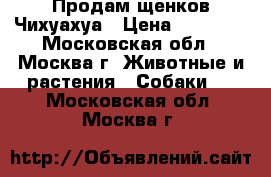 Продам щенков Чихуахуа › Цена ­ 18 000 - Московская обл., Москва г. Животные и растения » Собаки   . Московская обл.,Москва г.